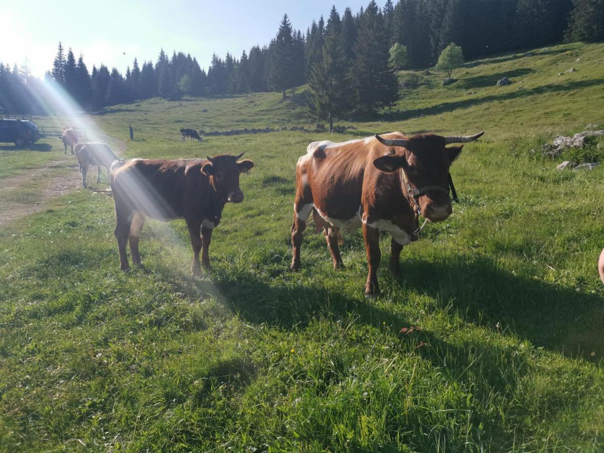 Chalet Stara Jelka Pokljuka Zgornje Gorje Екстериор снимка
