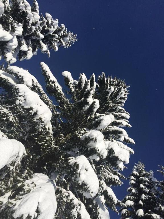 Chalet Stara Jelka Pokljuka Zgornje Gorje Екстериор снимка